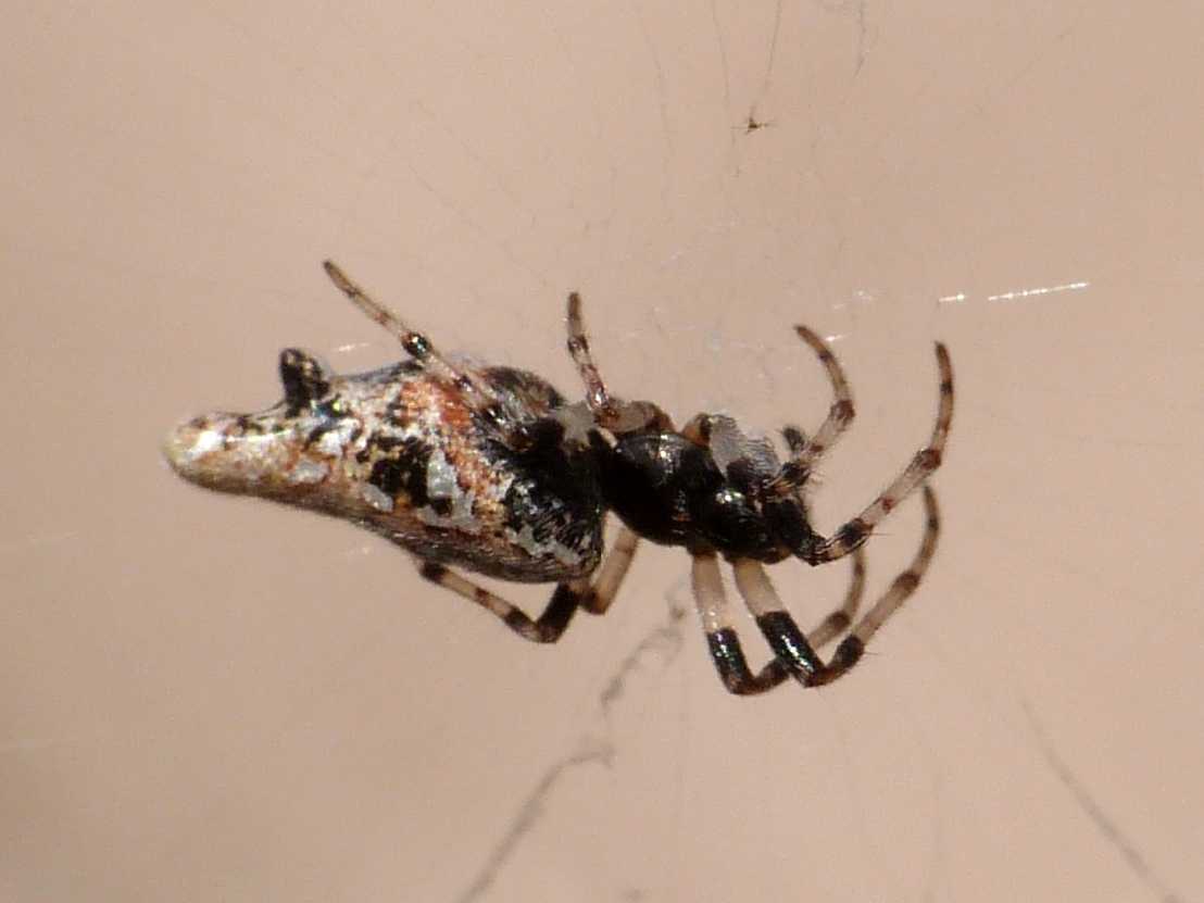 Cyclosa insulana - Palau (OT)
